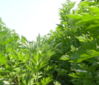 蕲春推动蕲艾产业高质量发展!